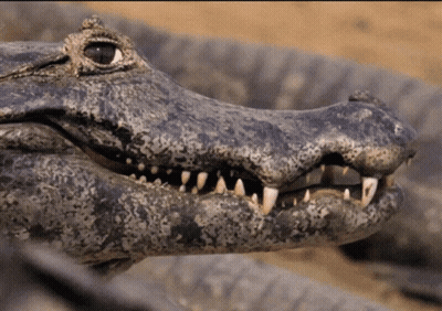 Close Up Of Crocodile Mouth With Teeth GIF