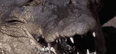 Close Up Of Crocodile Open Mouth GIF