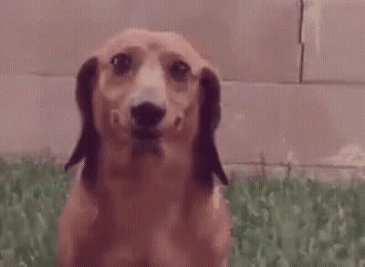 Close Up Of Dachshund Making Funny Face GIF