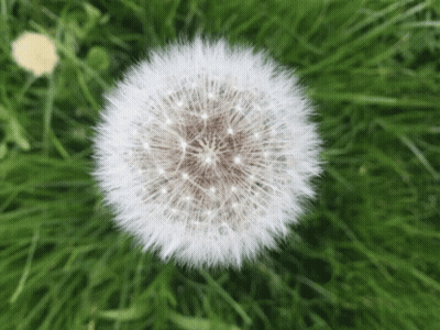 Close Up Of Dandelion In Grass GIF
