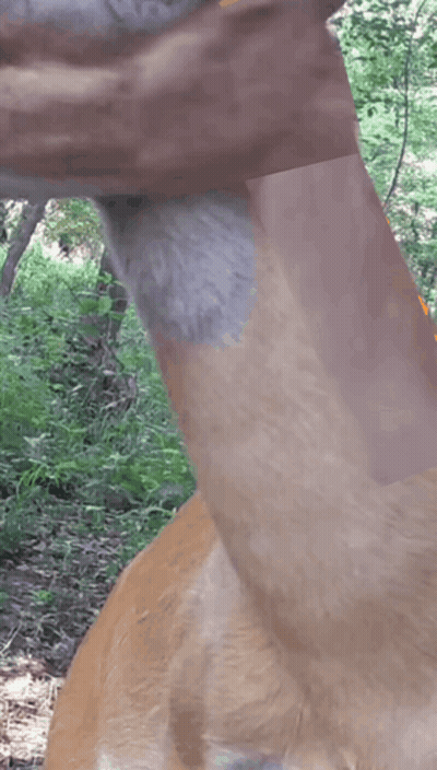 Close Up Of Deer Neck With Trees GIF