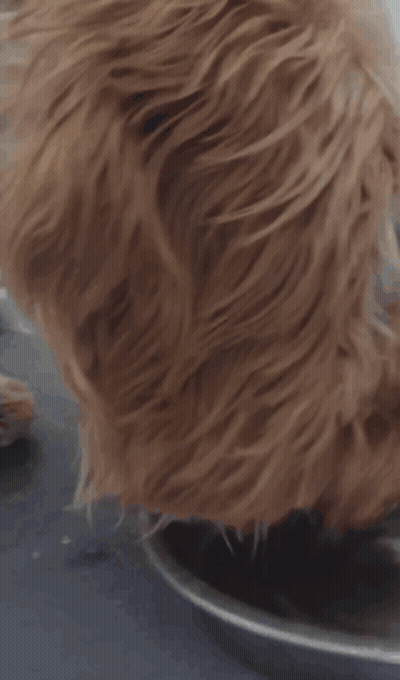 Close Up Of Dog Eating From Plate GIF