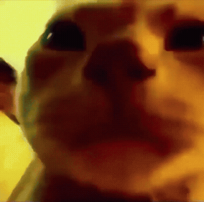 Close Up Of Dog Face GIF