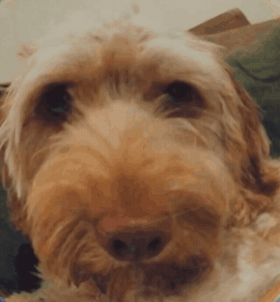 Close Up Of Dog Face Blurred Background GIF