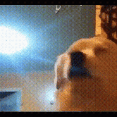 Close Up of Dog Face in Room