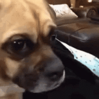 Close Up Of Dog Face Looking At Camera GIF