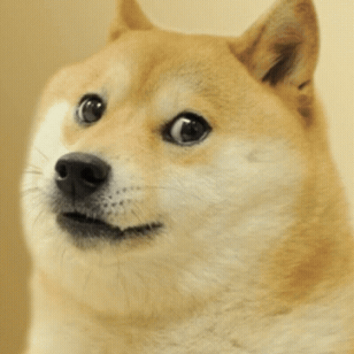 Close Up of Dog Face Looking at Camera