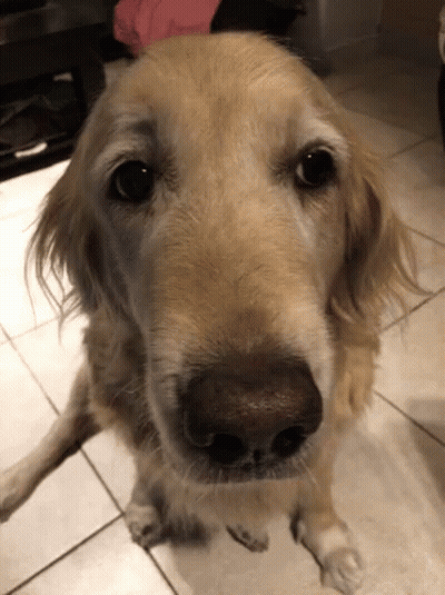 Close Up Of Dog Face On Tile Floor GIF