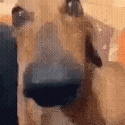 Close Up Of Dog Face GIF
