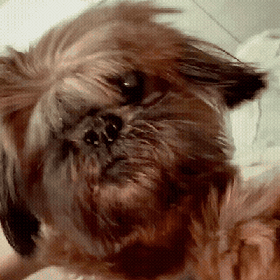 Close Up Of Dog Face With Blurry Background GIF