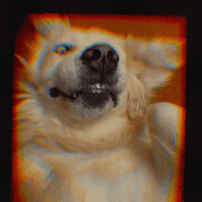 Close Up Of Dog Face With Colorful Background GIF