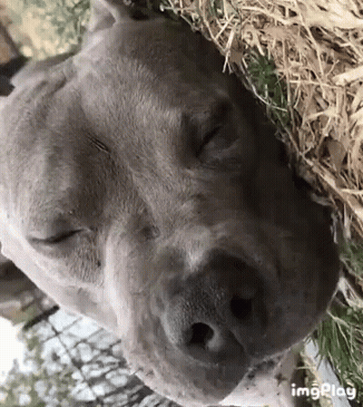 Close Up Of Dog Face With Eyes Closed GIF