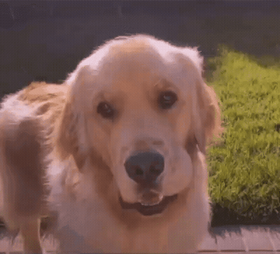 Close Up Of Dog Face With Grassy Background GIF
