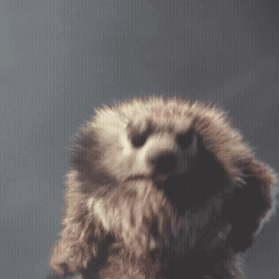 Close Up Of Dog Face With Gray Background GIF