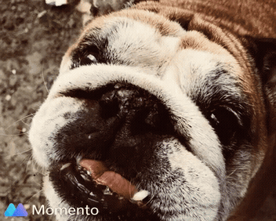 Close Up Of Dog Face With Momento Logo GIF