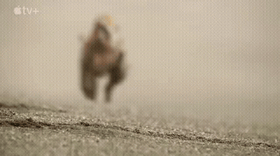 Close Up Of Dog Head With Blurred Background GIF