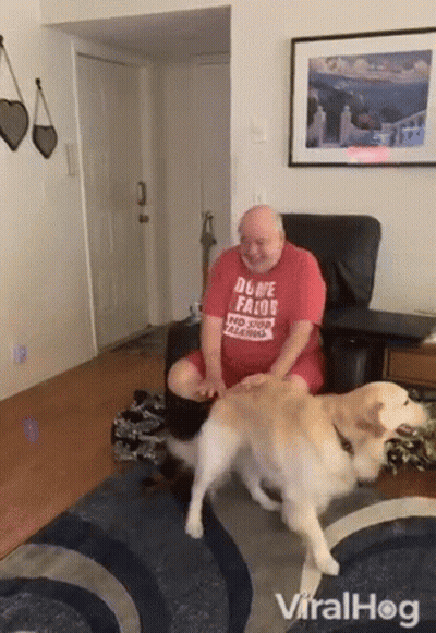 Close Up Of Dog Laying On Back GIF
