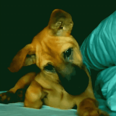 Close Up Of Dog Laying On Bed With Person Behind GIF