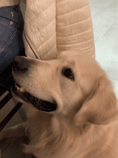 Close Up Of Dog Laying On Chair GIF