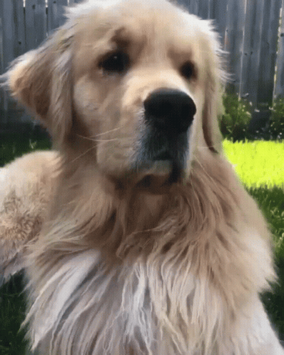 Close Up Of Dog Laying On Chair GIF