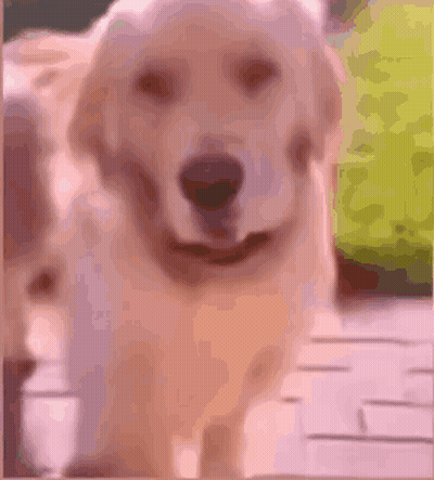 Close Up Of Dog Looking At Camera GIF