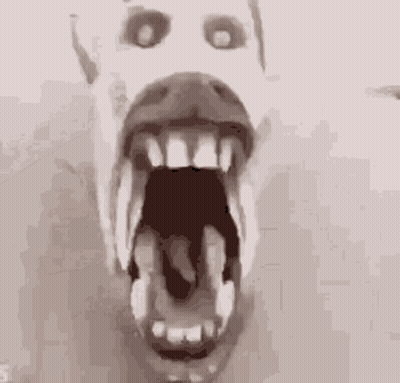 Close Up Of Dog Mouth Wide Open GIF