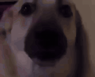 Close Up Of Dog Nose GIF