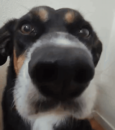 Close Up Of Dog Nose Looking At Camera GIF
