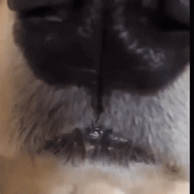 Close Up Of Dog Nose With Black Stripe GIF