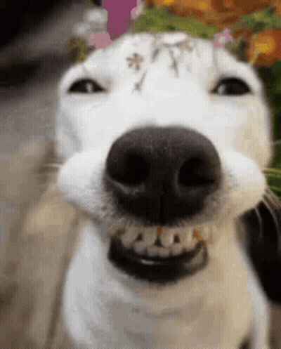 Close Up Of Dog Nose With Flowers GIF