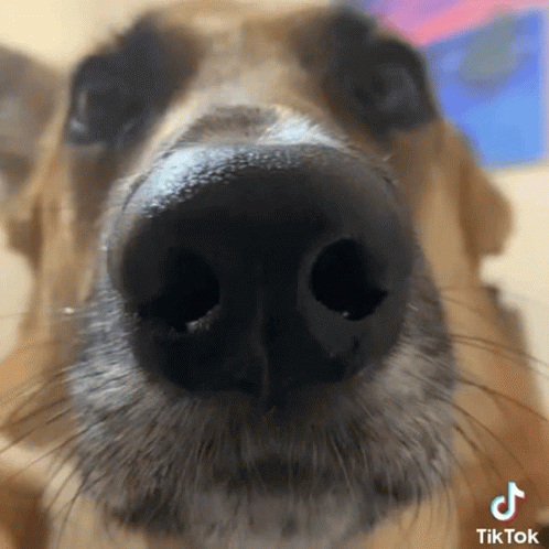 Close Up Of Dog Nose With TikTok Watermark GIF