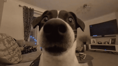 Close Up of Dog Nose With TV in Background