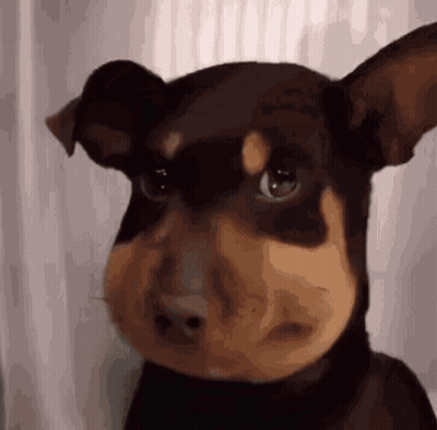 Close Up Of Dog's Face GIF