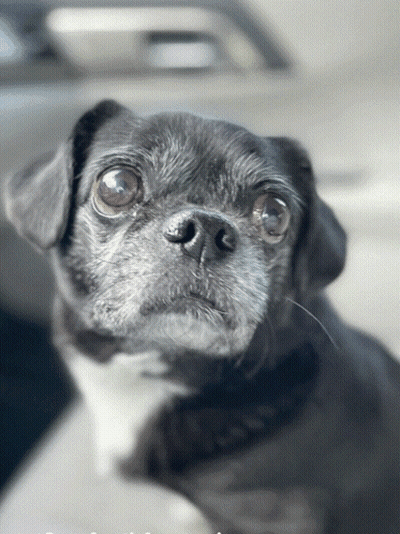 Close Up Of Dog's Face GIF