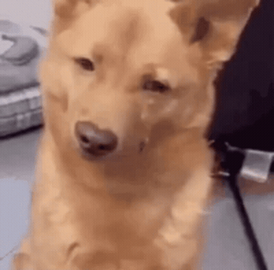 Close Up Of Dog Sitting And Looking At Camera GIF