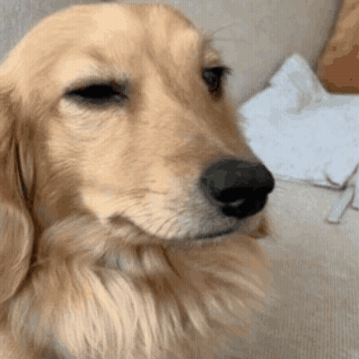 Close Up Of Dog Sitting On Couch Looking At Camera GIF