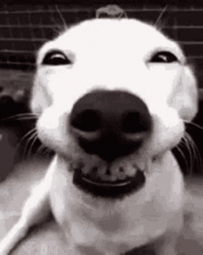 Close Up Of Dog Smiling Face GIF
