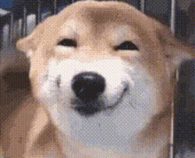 Close Up Of Dog Smiling With Eyes Closed GIF