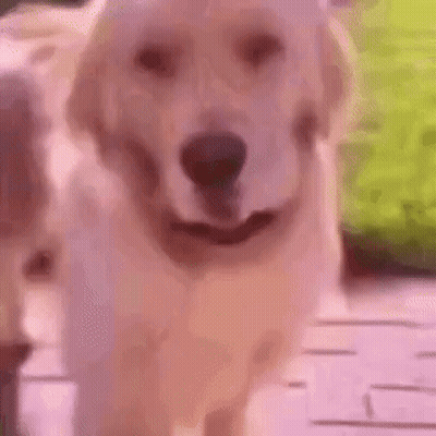 Close Up Of Dog Walking On Deck GIF