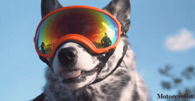 Close Up Of Dog Wearing Goggles GIF