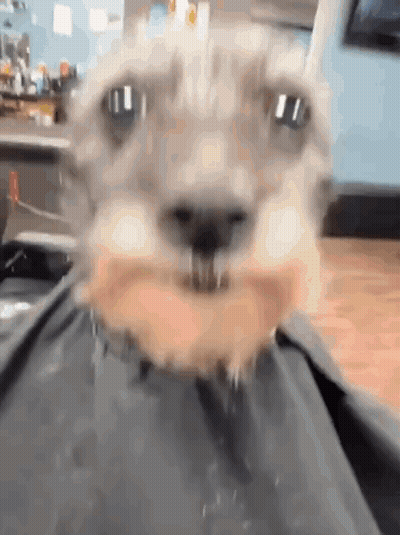 Close Up Of Dog With Beard GIF
