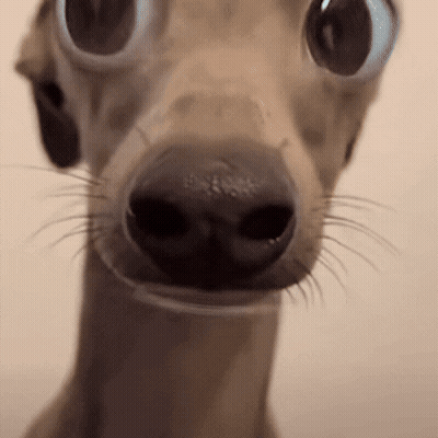 Close Up Of Dog With Big Eyes GIF