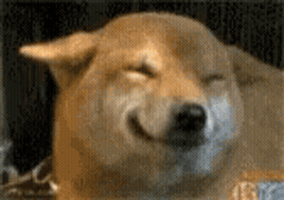 Close Up Of Dog With Eyes Closed GIF