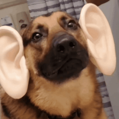 Close Up Of Dog With Large Ears GIF
