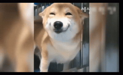 Close Up Of Dog With Smiling Face GIF