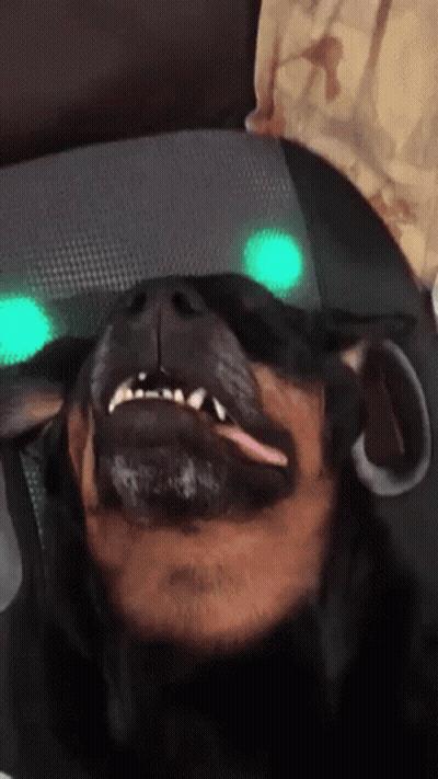 Close Up Of Dog With Tongue Out GIF