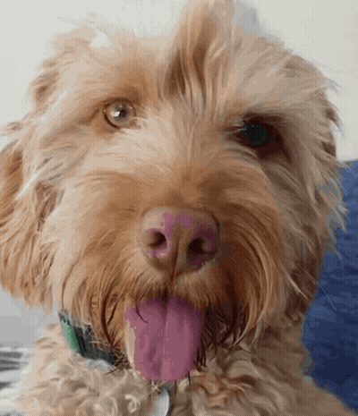 Close Up Of Dog With Tongue Out GIF