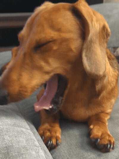Close Up of Dog Yawning