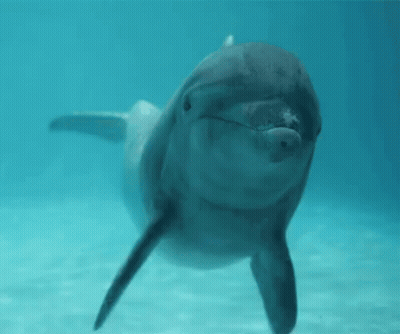 Close Up of Dolphin Swimming in Ocean