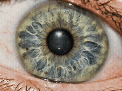Close Up Of Eye Showing Iris GIF